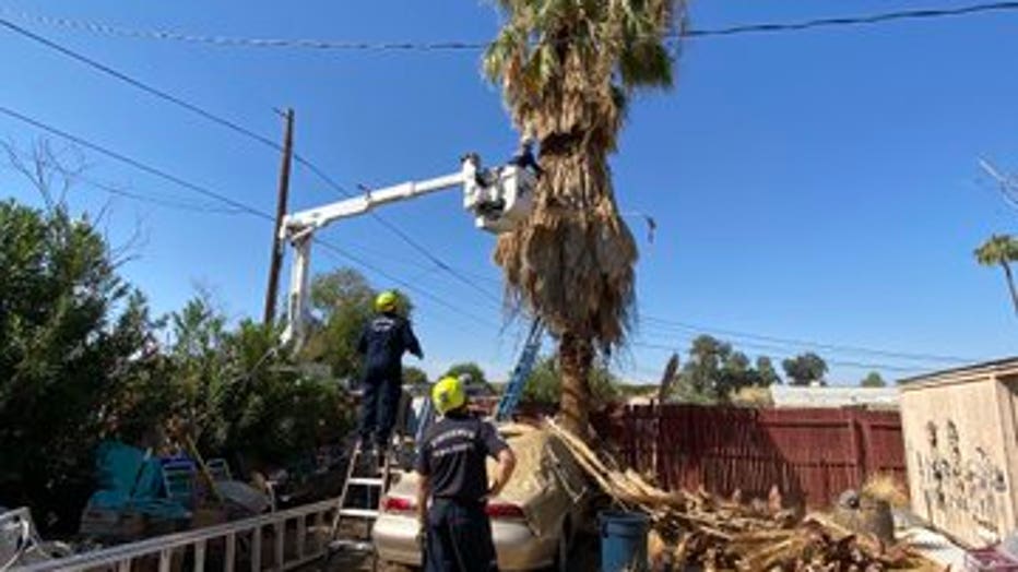 Tree trimmer rescue