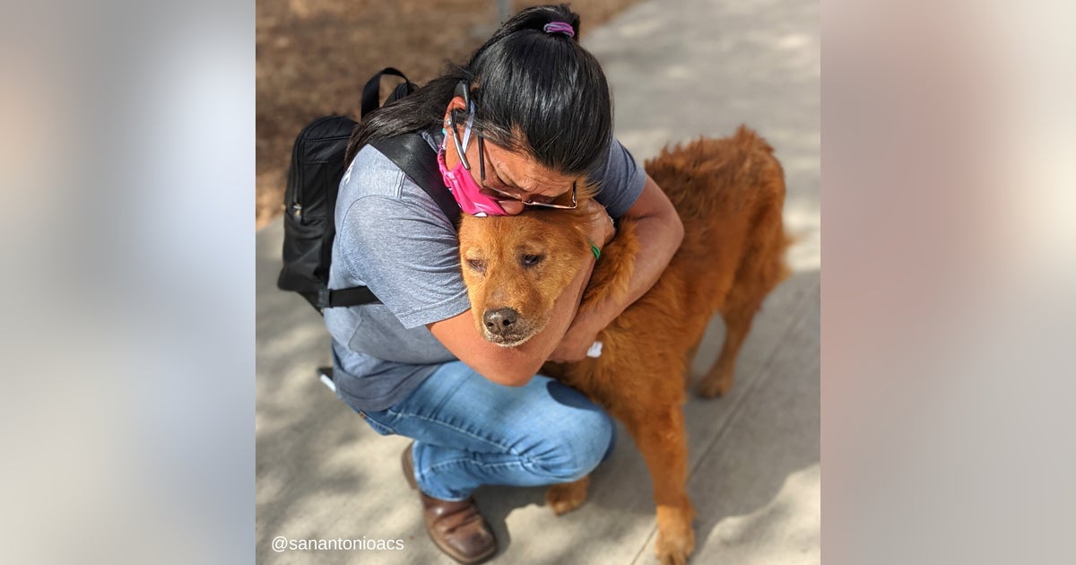 Seven years astray: Missing dog reunited with owner thanks to microchip ...