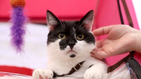 Arizona Animal Welfare League offering free senior pet adoptions