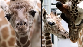 It's a boy! Indianapolis Zoo welcomes adorable baby giraffe