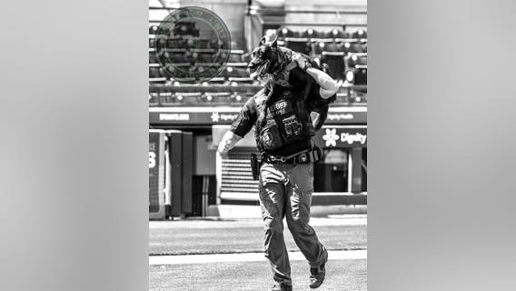 MCSO K-9 Yankee dies from aggressive brain tumor