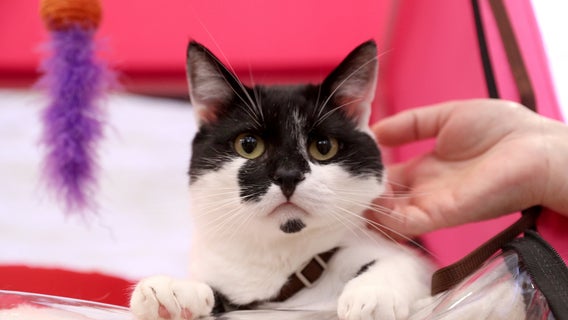 Arizona Animal Welfare League offering free senior pet adoptions