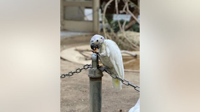 Security footage: Pair of aging birds stolen from California zoo
