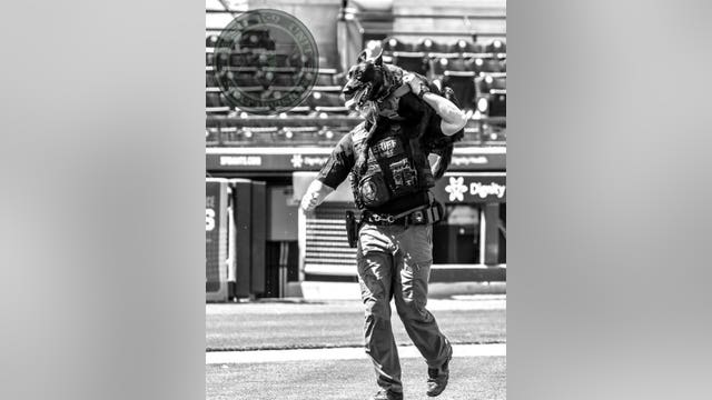 MCSO K-9 Yankee dies from aggressive brain tumor