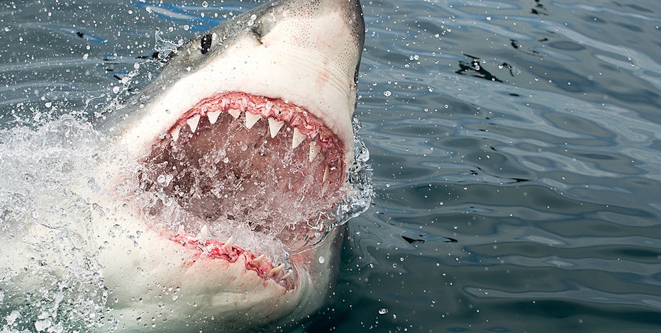 15 Foot 2 000 Pound Great White Shark Pings Off Coast Of Florida