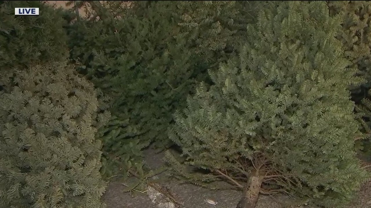 City of Mesa offers Christmas tree recycling program