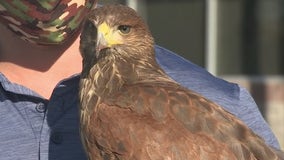 Laveen neighborhood deals with pigeon problem in a unique way