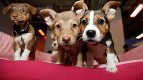 Puppy scams up 280% amid COVID-19 pandemic compared to 2019