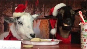 2 mischievous goats eat cookies meant for Santa