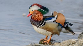 Rare, Mandarin duck spotted in Ohio park