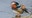 Rare, Mandarin duck spotted in Ohio park