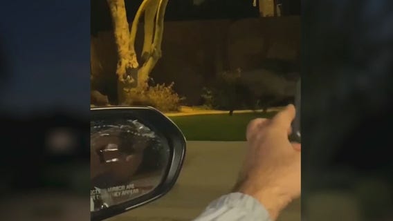 More than a dozen javelinas taking over a Cave Creek neighborhood