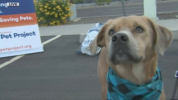 Drive-thru pet food pantry held at State Farm Stadium
