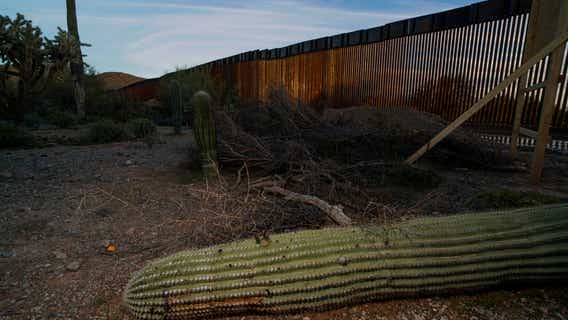 Damage from border wall: blown-up mountains, toppled cactus