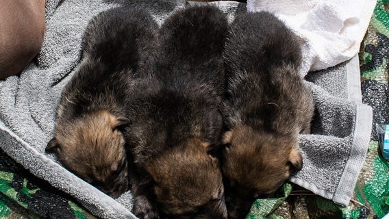 At least 7 Mexican wolf pups successfully cross-fostered into wild packs
