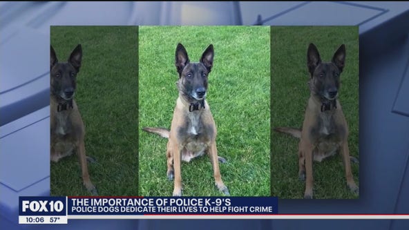Police dog trainer talks about the importance of the dog's work
