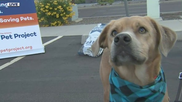 Drive-thru pet food pantry held at State Farm Stadium