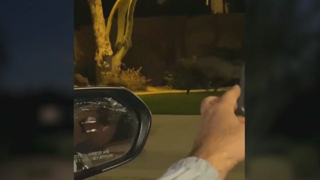 More than a dozen javelinas taking over a Cave Creek neighborhood