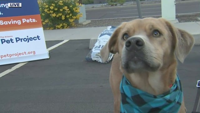 Drive-thru pet food pantry held at State Farm Stadium