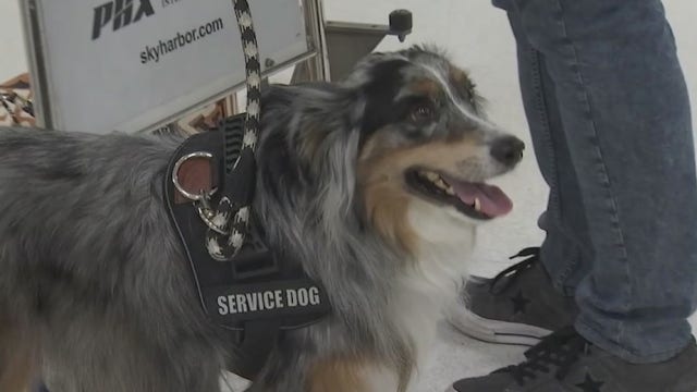 Department of Transportation tightens rules for service animals on planes