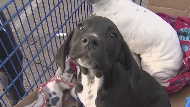 Arizona Humane Society offers mobile vet clinic