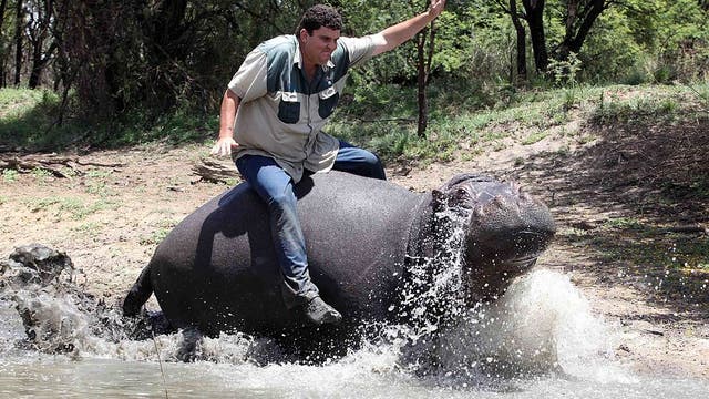Man mauled to death by pet hippo he described as 'like a son'