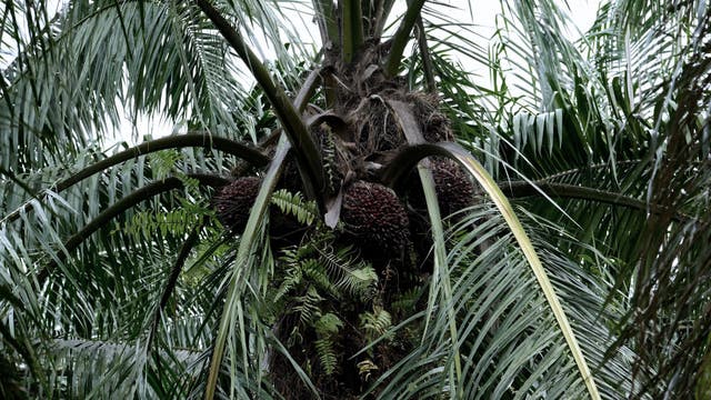 Girl Scout cookies tied to child labor in palm oil industry