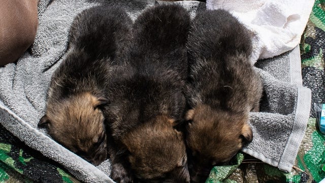At least 7 Mexican wolf pups successfully cross-fostered into wild packs