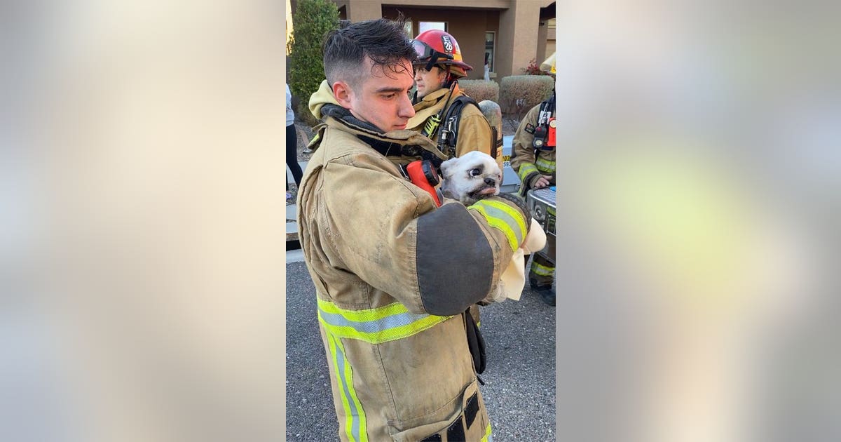 Unconscious dog rescued by Phoenix fire crews during house fire | FOX ...