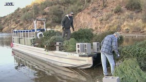 Old Christmas trees being dropped into Saguaro Lake to make fish habitats