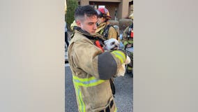 Unconscious dog rescued by Phoenix fire crews during house fire