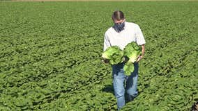 Coronavirus pandemic impacts lettuce industry as farmworkers brace for busy season