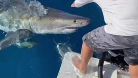 Great white shark bites boat in Gulf waters off Tampa Bay
