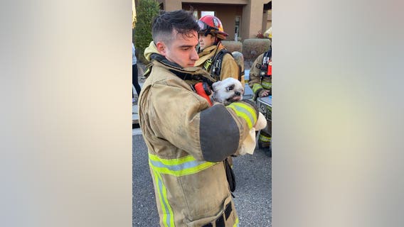 Unconscious dog rescued by Phoenix fire crews during house fire