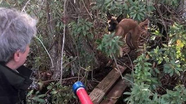Animal officer rescues dog found clinging to log in alligator-filled swamp