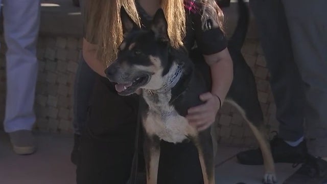 Dog adopted after spending 625 days in Scottsdale animal shelter
