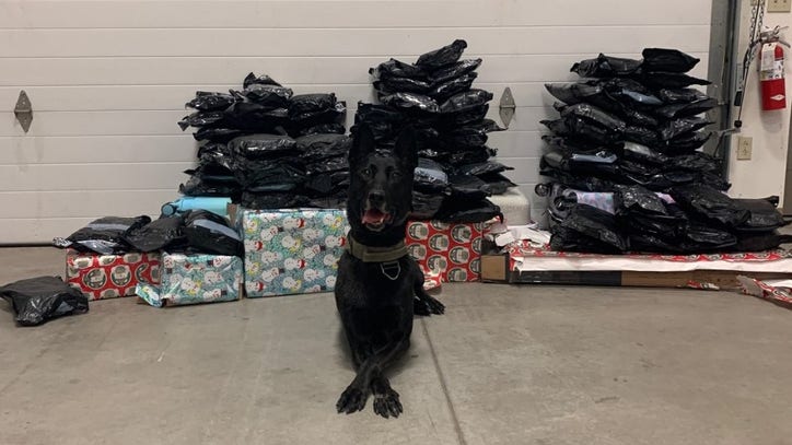 YCSO K-9s help seize over 130 pounds of marijuana, including some wrapped as Christmas gifts - Vimarsana News