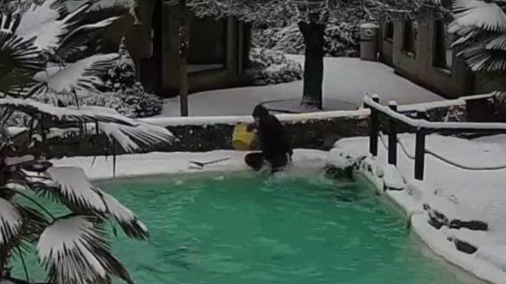 Zookeeper tumbles into penguin pool - Vimarsana News