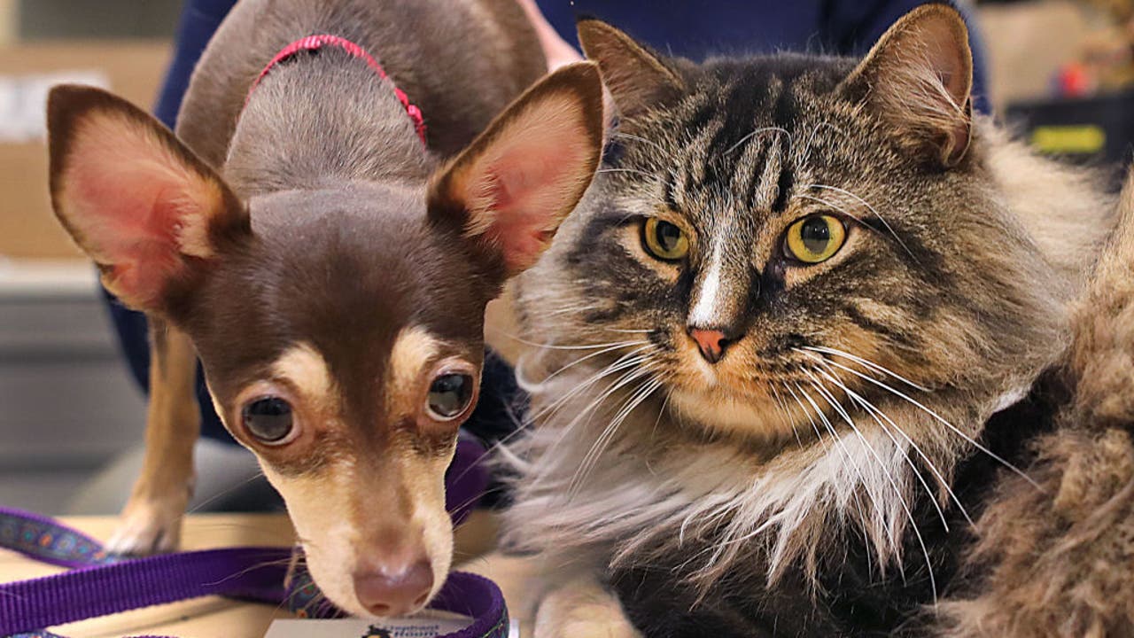 South Korea presents free COVID-19 checks for pet cats and canine