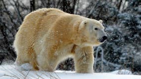 Female polar bear killed by male bear at Detroit Zoo during breeding