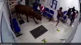 Cow attacks people in hospital waiting room