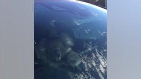 Koala gets in the driver’s seat after causing multi-car crash on Australian freeway