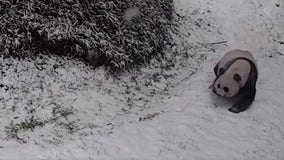 Happy National Zoo pandas slide through snow in reminder there is joy in this world