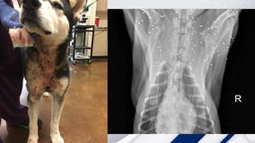 Arizona dog rescued after being shot with pellets dozens of times