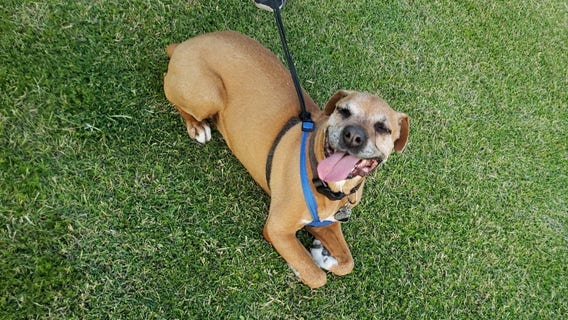 Dogs can no longer be chained under Phoenix's new animal cruelty rules