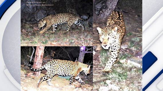 AZGFD: Jaguar, ocelot spotted roaming in Southern Arizona
