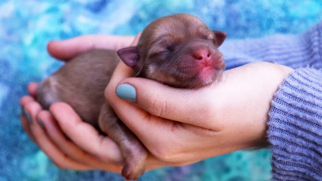 Animal rescue in Phoenix in need of puppy formula