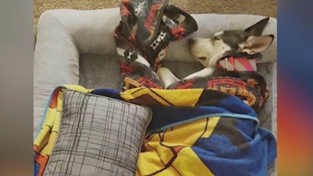 'Lost, cold, hungry' husky rescued from Grand Canyon, reunited with family