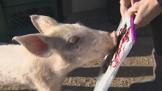 Better Piggies Rescue near Cave Creek hosts unique Valentine's Day fundraiser