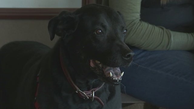 More dogs are being diagnosed with Valley Fever in Phoenix